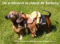 /album/equidia/sarkozy-cheval-basset-jpg/